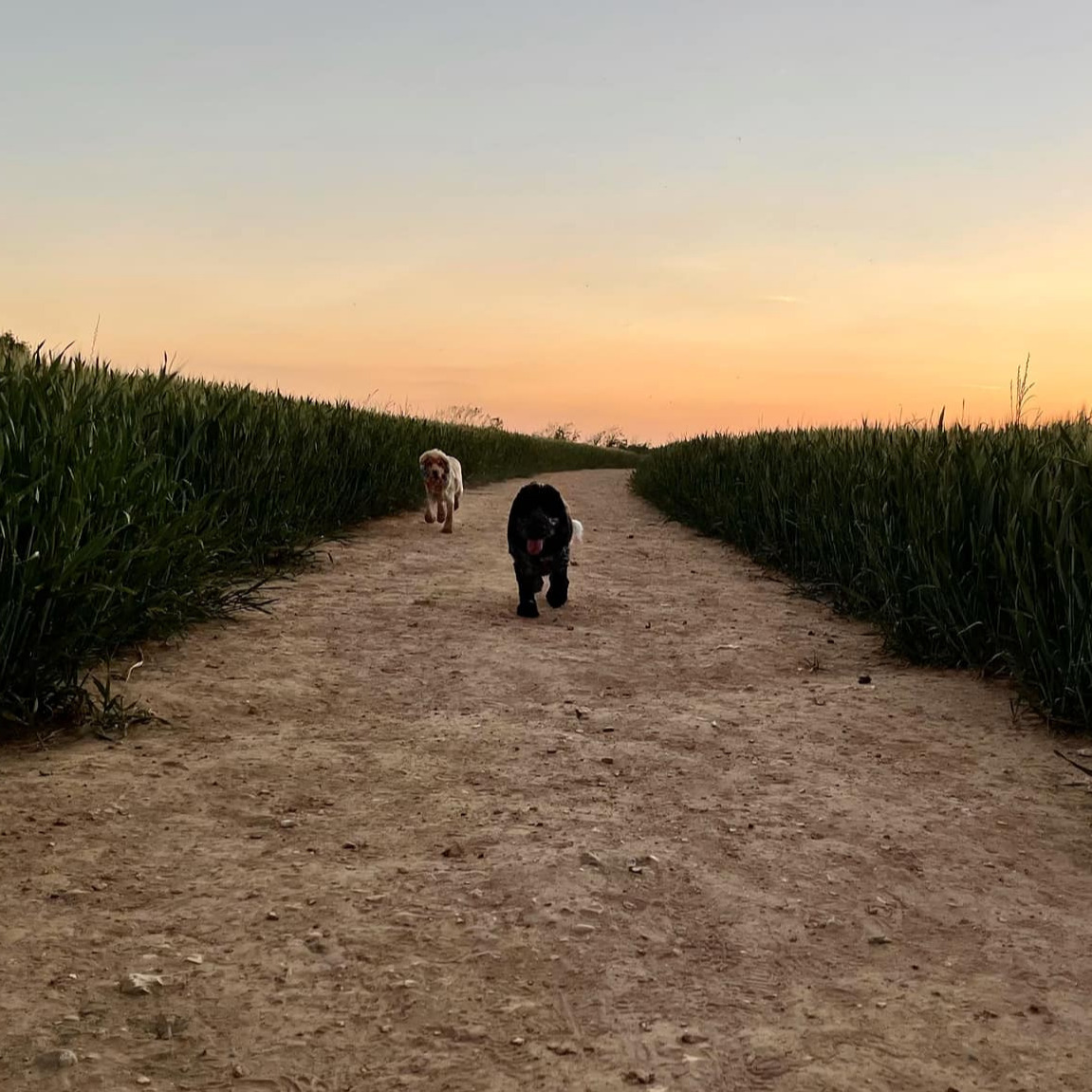 Planning For Puppies: Ongoing Care & Assessment
